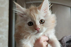 Calipso - Maine Coon