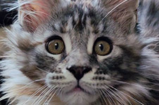 Dana - Maine Coon