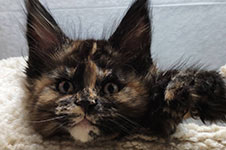 Elisa - Maine Coon