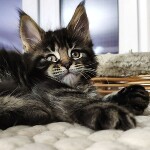 Maine Coon