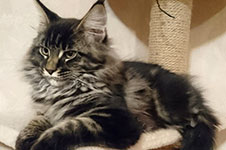 Fedor - Maine Coon