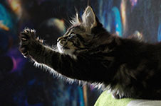 Finnick - Maine Coon