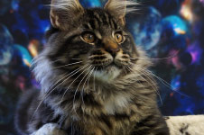 Floyd - Maine Coon