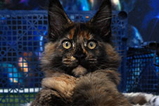 Fortuna - Maine Coon