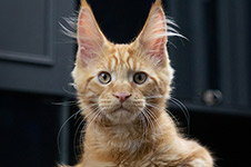 Fire - Maine Coon