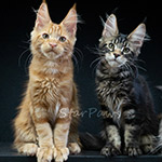 Maine Coon