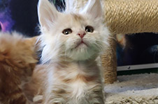 Gabriella - Maine Coon