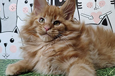 Goodwin - Maine Coon