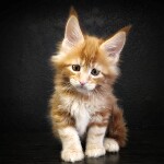 Maine Coon