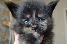 Harmony - Maine Coon