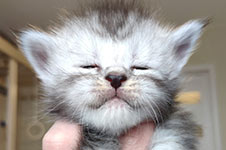 Heather - Maine Coon