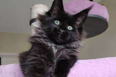 Indigo - Maine Coon