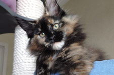 Intuition - Maine Coon