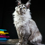 Jolie - Maine Coon