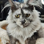Jolie - Maine Coon