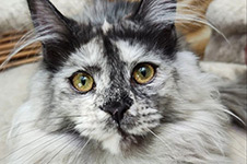 Jolie - Maine Coon