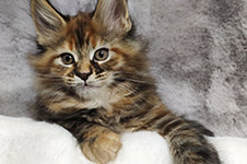 Kamilla - Maine Coon