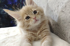 Kira - Maine Coon