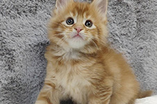 Ksyusha - Maine Coon