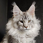 Kailas - Maine Coon
