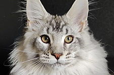 Kailas - Maine Coon