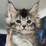 Kaira_Kenara - Maine Coon