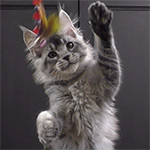 Kaira_Kenara - Maine Coon