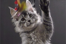 Kaira_Kenara - Maine Coon