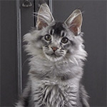 Kira - Maine Coon