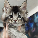 Ksyusha - Maine Coon