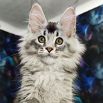 Ksyusha - Maine Coon