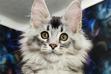 Ksyusha - Maine Coon
