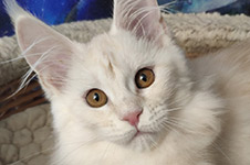 Lori - Maine Coon