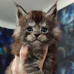 Lazurit - Maine Coon