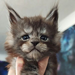 Lazurit - Maine Coon