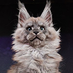 Lazurit - Maine Coon