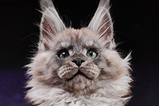 Lazurit - Maine Coon