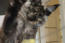 Magic - Maine Coon