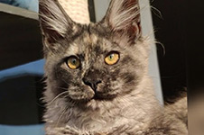 Misha - Maine Coon