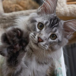 Maybach - Maine Coon