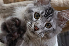 Maybach - Maine Coon