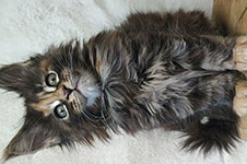 Neona - Maine Coon