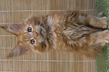 Nice - Maine Coon