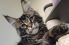 Oliver - Maine Coon