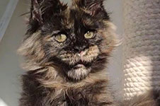 Olivia - Maine Coon