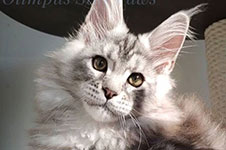 Olympus - Maine Coon