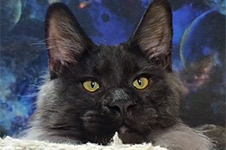 Bismarck - Maine Coon