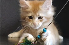 Paganini - Maine Coon