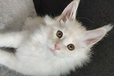 Paradox - Maine Coon