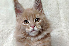 Rapunzel - Maine Coon